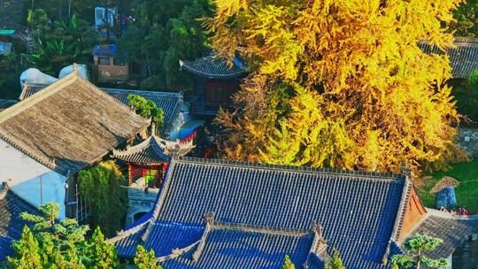 古观音禅寺银杏树秋景