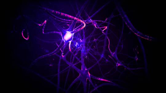 大脑神经元