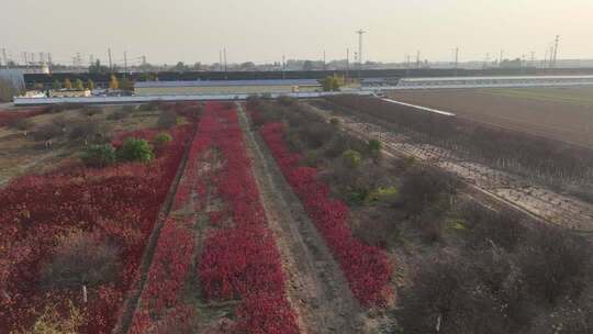 农田鸟瞰红色植物种植地