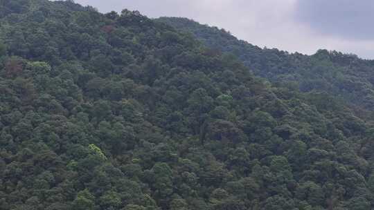 信丰金盆山国家森林公园