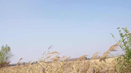 芦苇 机场附近航班飞机 城市交通客机客运