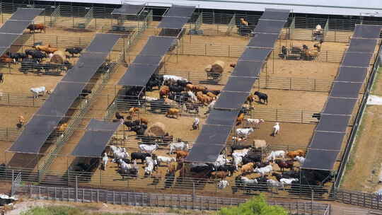 肉牛饲养场鸟瞰图