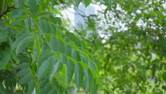 220516梅湖银杏树林A01678979