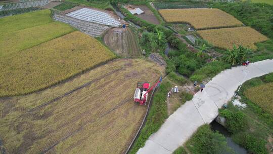 稻田收割航拍视频素材模板下载