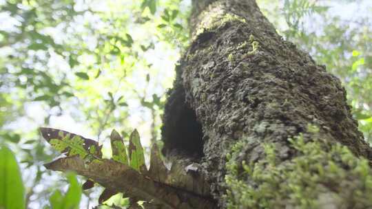 云南普洱森林中的菌子特写视频素材模板下载