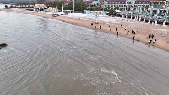 海边成群的海鸥