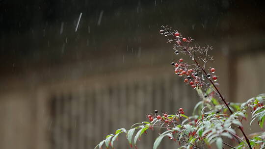 江南雨季下雨情绪意境空境素材