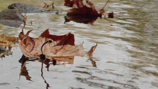 漂在水中的落叶