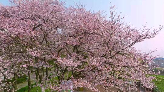 武汉汉阳江滩晴川阁公园和樱花风光