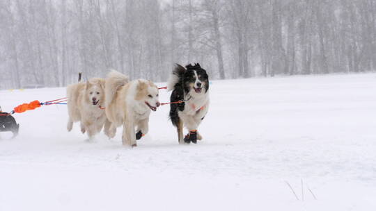 慢动作奔跑的哈士奇雪橇犬