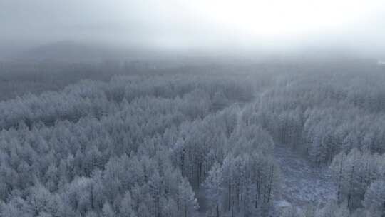 航拍林海雪原银色树林