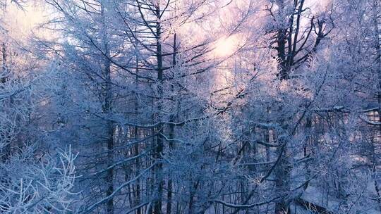 梦幻雪景森林雾凇北国风光