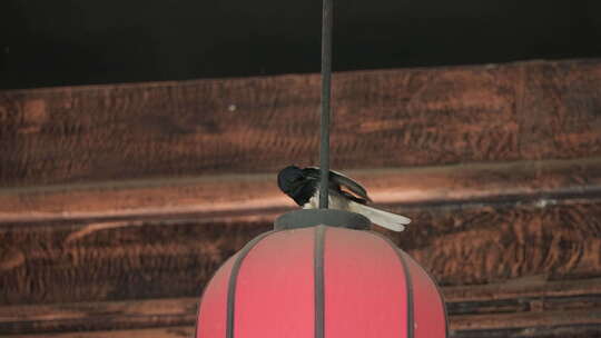 喜鹊洗完澡站灯笼上打理羽毛视频素材模板下载