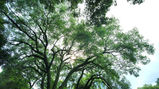 夏天阳光香樟树大树荫树林