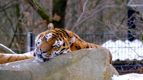 动物园老虎在休息