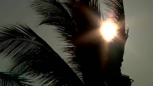 阳光下的棕榈树