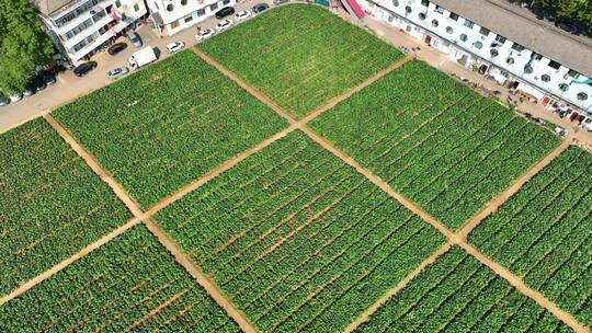 洪山菜薹精细化种植