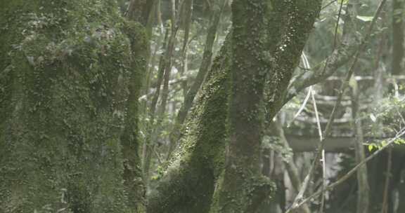 浙江温州泰顺县乌岩岭白天山林