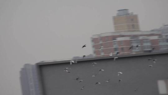 【镜头合集】阴天城市上空鸽子和平鸽