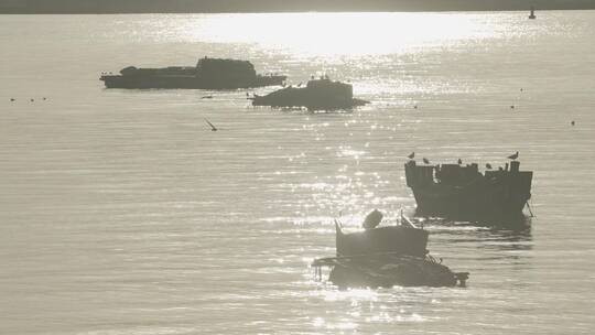 海鸥在夕阳水面飞行，渔船