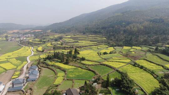 大气油菜花梯田风光航拍