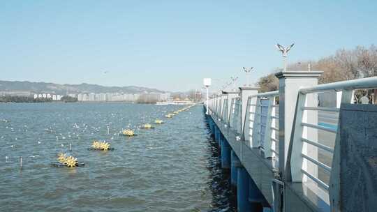 红嘴鸥海鸥昆明