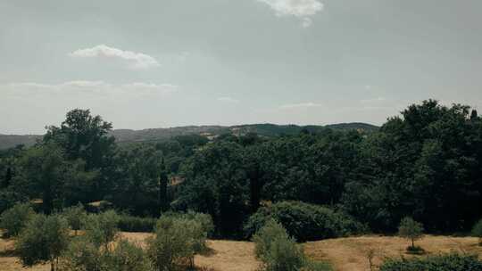 Olive Trees， Vineyar