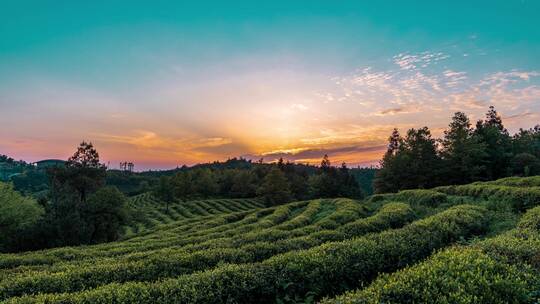 茶山茶园日出日落