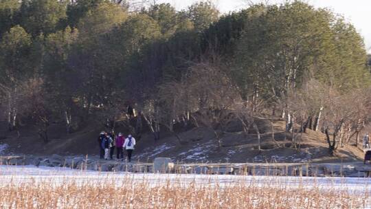 荷花池福海黑天鹅湖野鸭栖息地