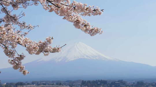 日本樱花