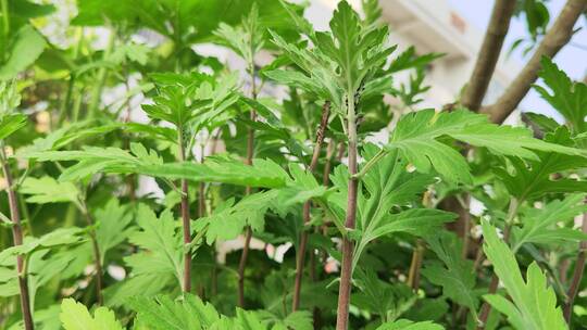 疫情城市农村街道菜园春天绿色植物