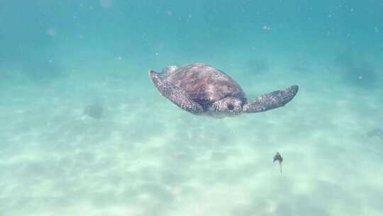 海龟，海洋生物，海洋，海