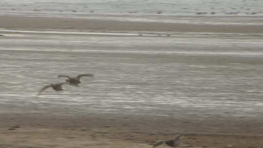 山东荣成成山镇鸿鹄湾天鹅湖冬季大天鹅