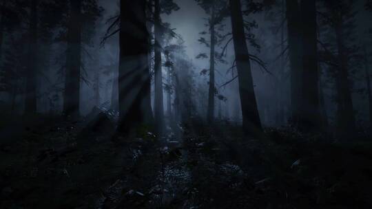 神秘的黑暗森林视频素材模板下载