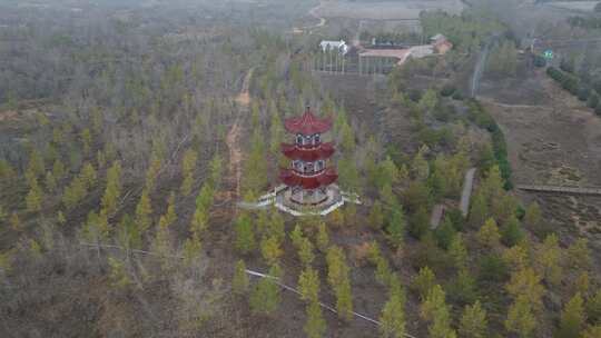 沙漠植树造林治沙植树造林   沙漠治理