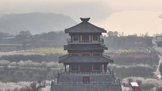 孤柏渡飞黄旅游区樱花园鲜花盛开