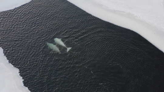 白鲸在冰块海面上漂浮