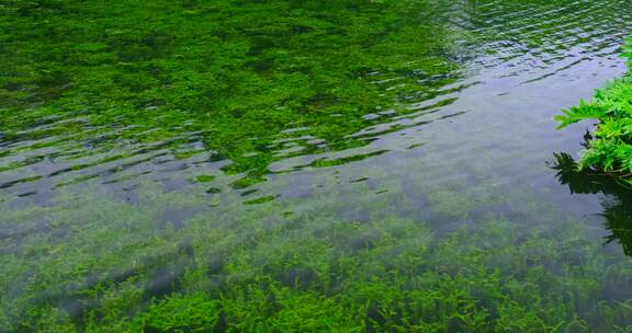 广州流花湖公园湖底绿色生态水草