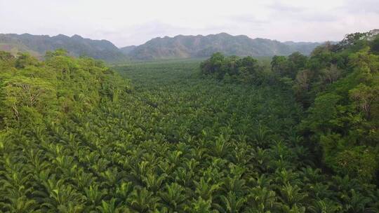 航拍咖啡种植园上空