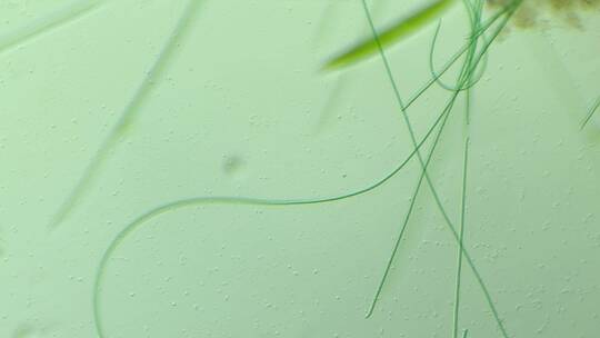 显微镜下的微观世界微生物 颤藻7