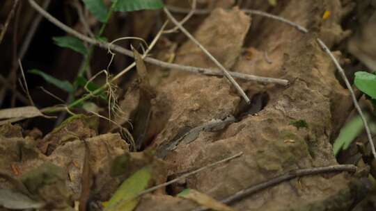 树林中的老木头桩实拍