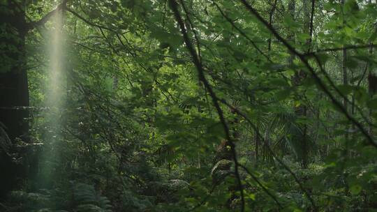 森林深处茂密树木大山自然风景野外雨林