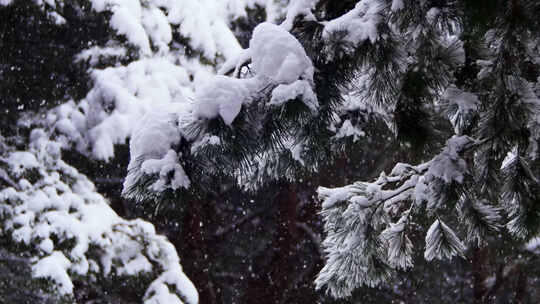 森林树林下大雪