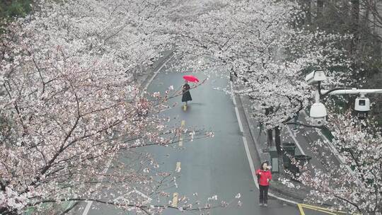 南京暴雨后樱花绽放