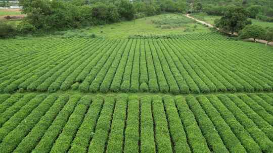 广西桂林尧山茶园