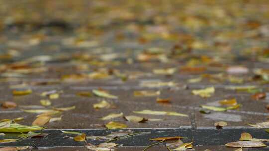 铺满落叶的路面实拍