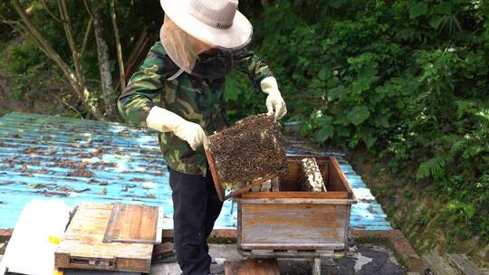 勤劳的蜂农在采集蜂蜜