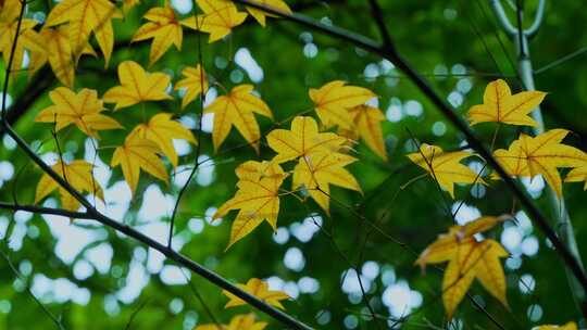 秋天树木黄叶