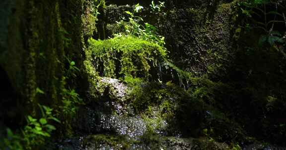 森林流水山间小溪流山泉水大自然风景宣传片