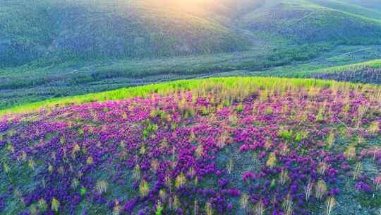 航拍大兴安岭春季山林杜鹃花海